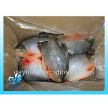 FROZEN RED POMFRET WHOLE ROUND IQF IWP